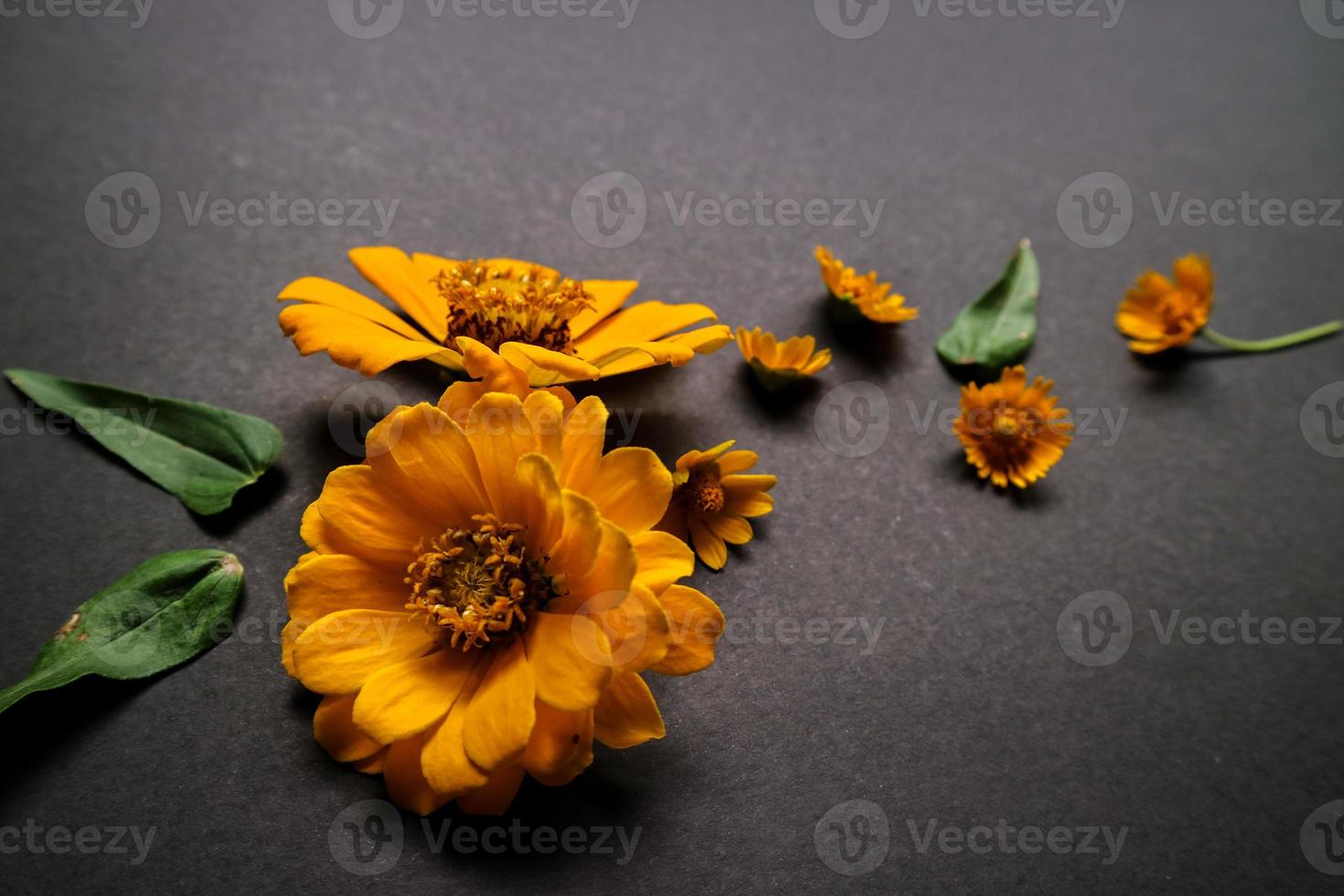 Yellow zinnia flower in flat lay arrangement on black background isolated. Flat lay, top view, empty space for copied text. photo