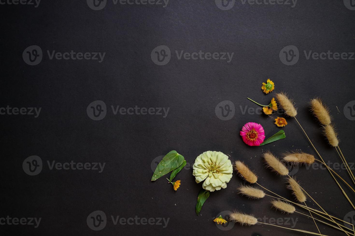 Colorful zinnia flower in flat lay arrangement on black background isolated. Flat lay, top view, empty space for copied text. photo