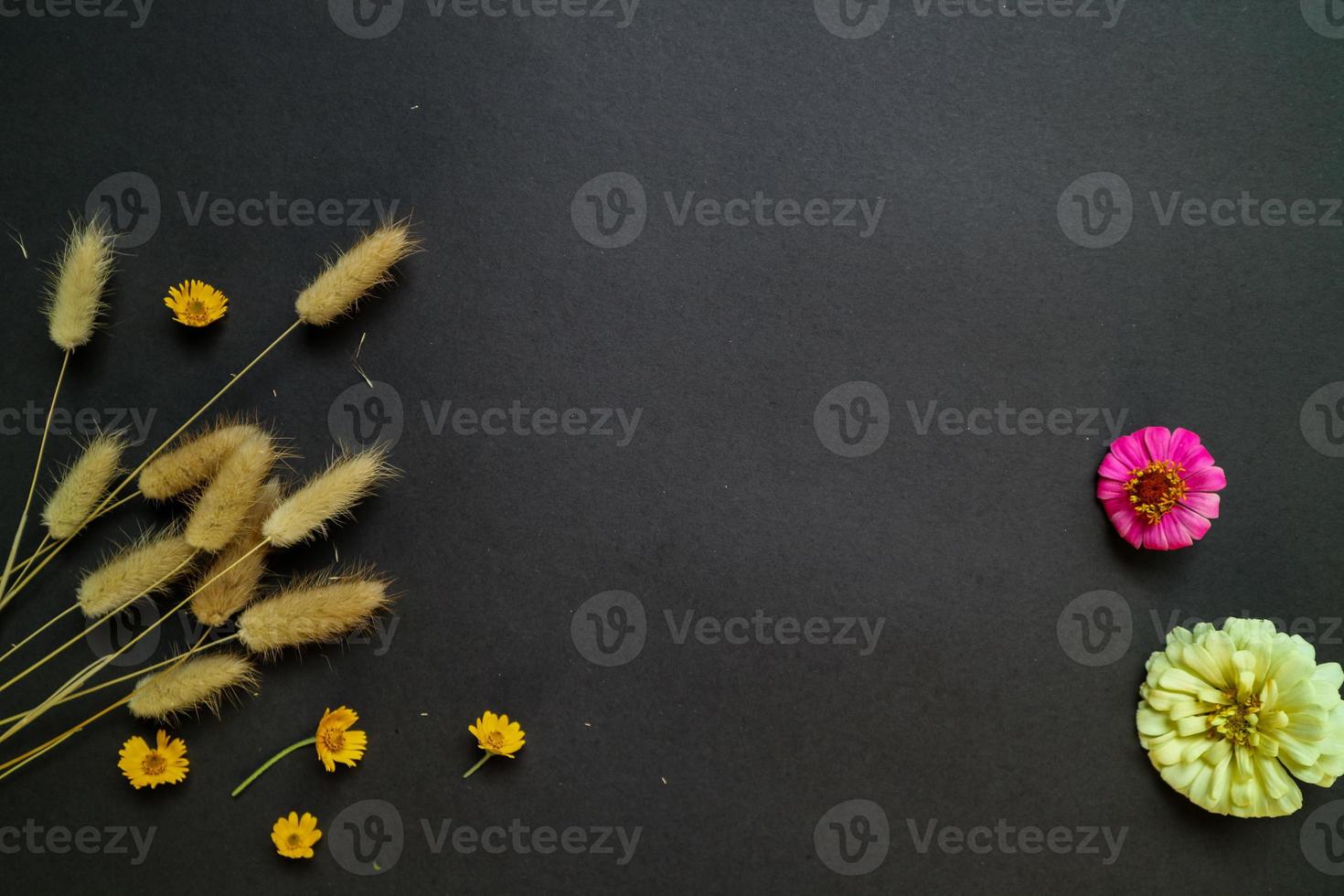 Colorful zinnia flower in flat lay arrangement on black background isolated. Flat lay, top view, empty space for copied text. photo
