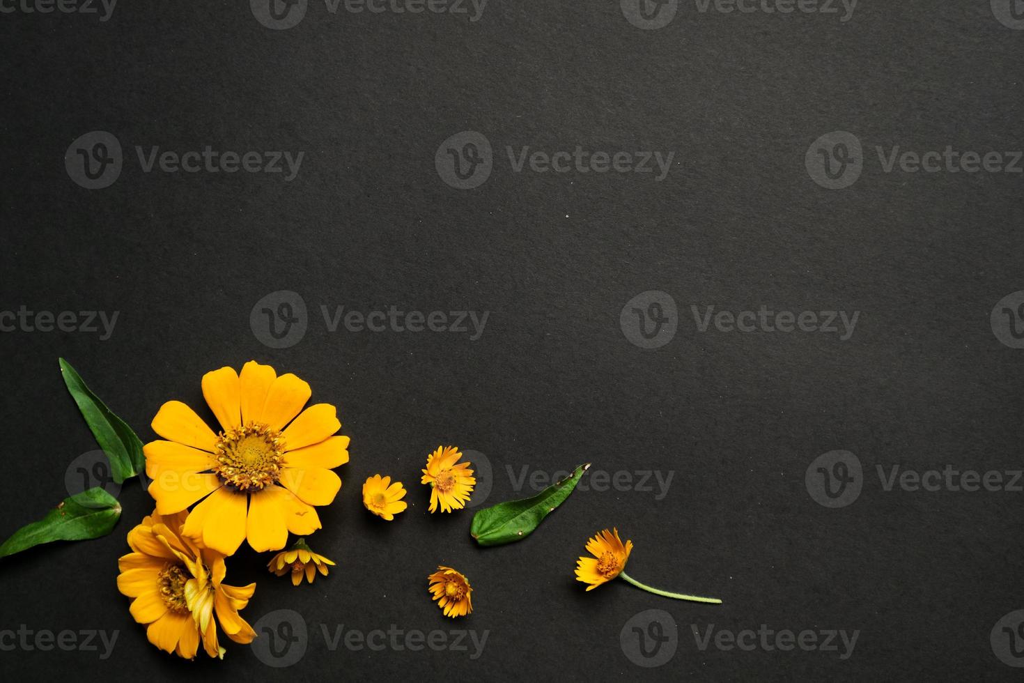 flor de zinnia amarilla en disposición plana sobre fondo negro aislado. plano, vista superior, espacio vacío para texto copiado. foto