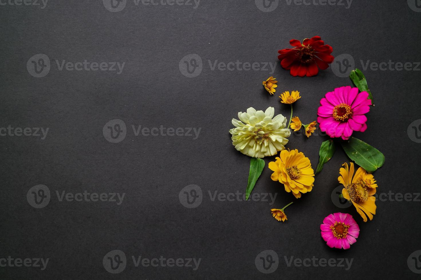 Colorful zinnia flower in flat lay arrangement on black background isolated. Flat lay, top view, empty space for copied text. photo