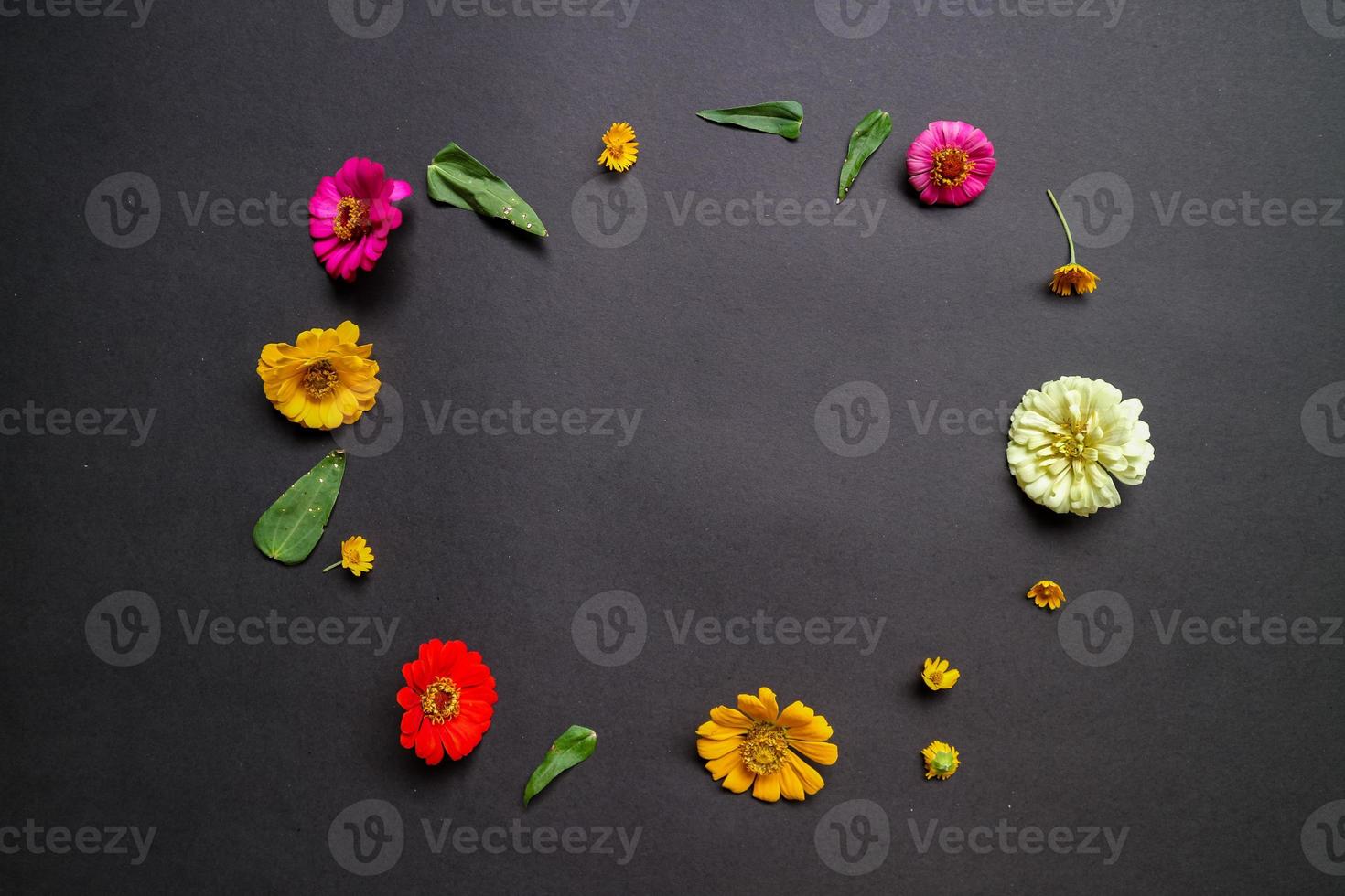 Colorful zinnia flower in flat lay arrangement on black background isolated. Flat lay, top view, empty space for copied text. photo