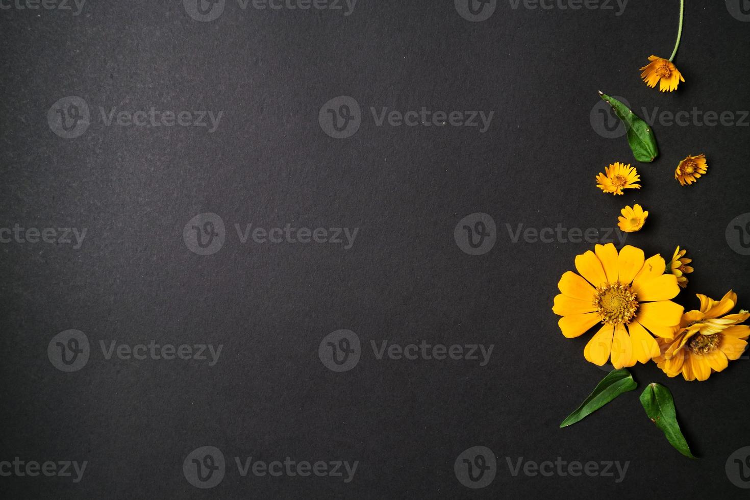 Yellow zinnia flower in flat lay arrangement on black background isolated. Flat lay, top view, empty space for copied text. photo