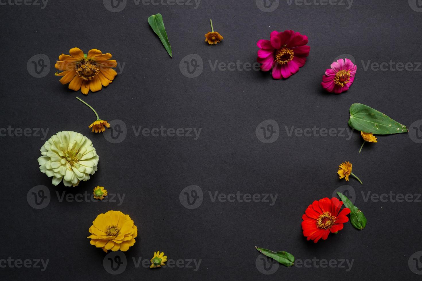 Colorful zinnia flower in flat lay arrangement on black background isolated. Flat lay, top view, empty space for copied text. photo