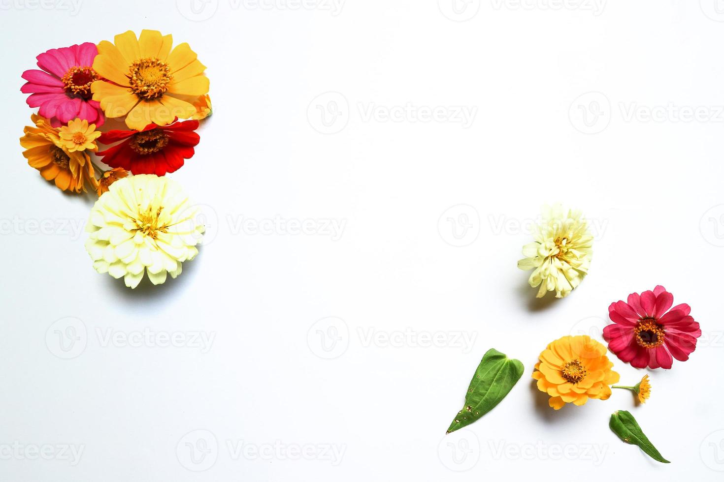Beautiful zinnia flower composition on white background isolated. Flat lay, top view, copy flat still life. photo