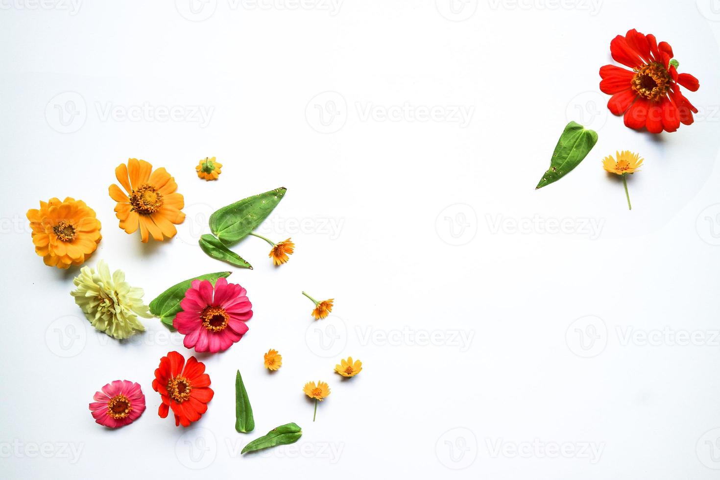 Beautiful zinnia flower composition on white background isolated. Flat lay, top view, copy flat still life. photo