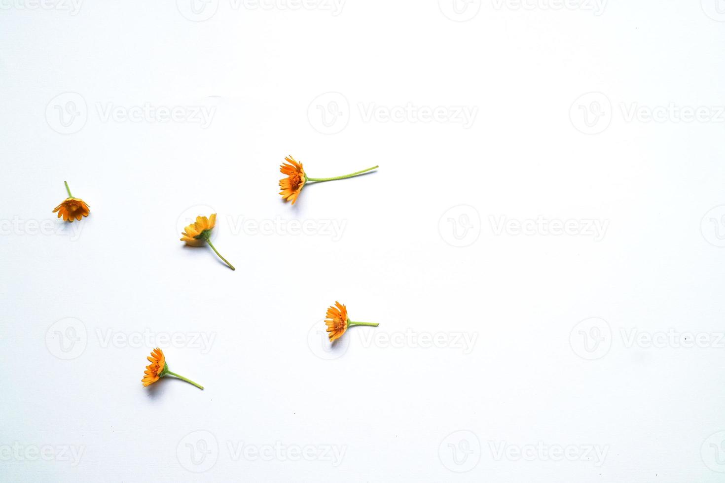 Beautiful zinnia flower composition on white background isolated. Flat lay, top view, copy flat still life. photo