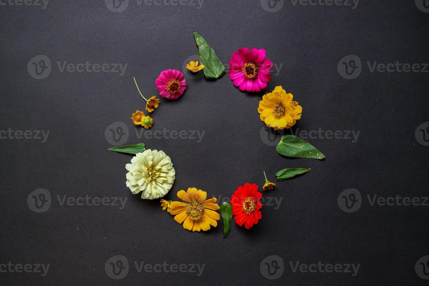 Colorful zinnia flower in flat lay arrangement on black background isolated. Flat lay, top view, empty space for copied text. photo