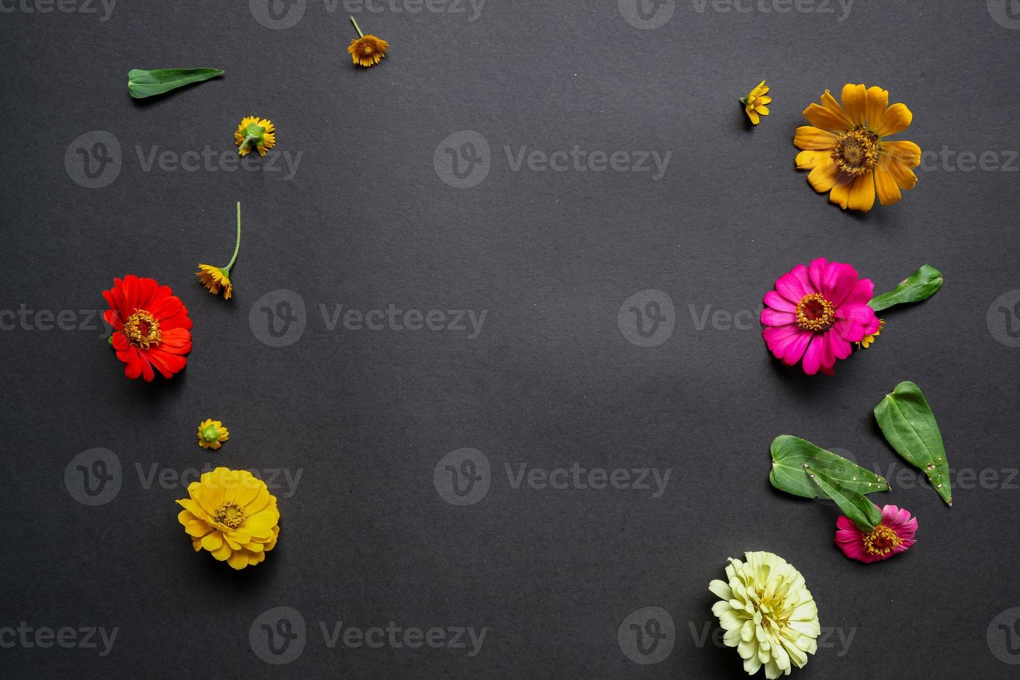 Colorful zinnia flower in flat lay arrangement on black background isolated. Flat lay, top view, empty space for copied text. photo