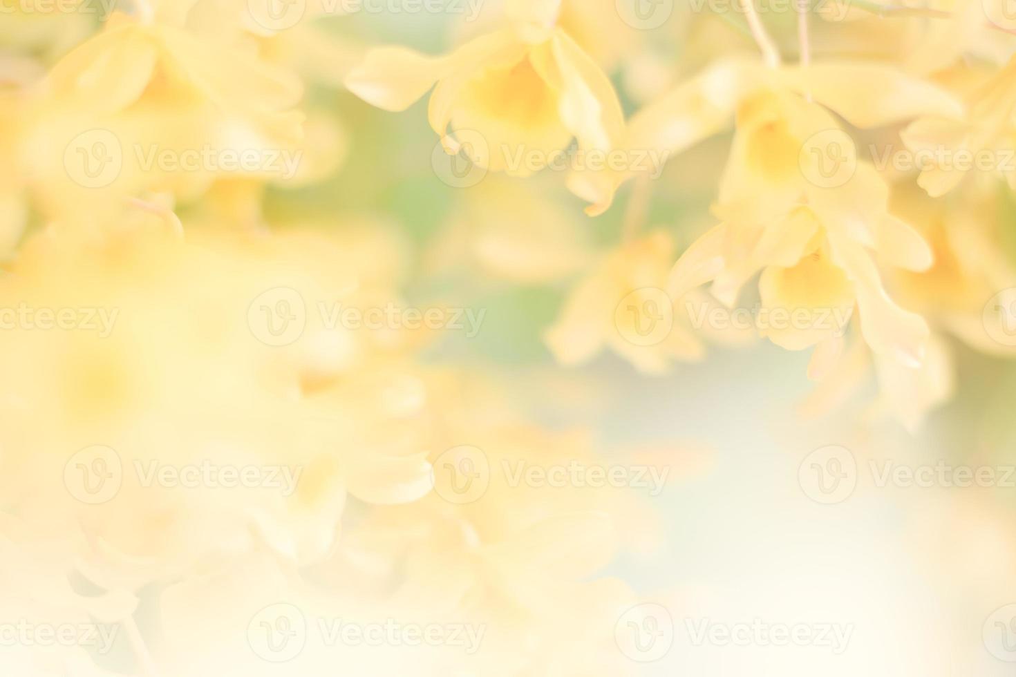 fondo de flor de orquídea amarilla foto