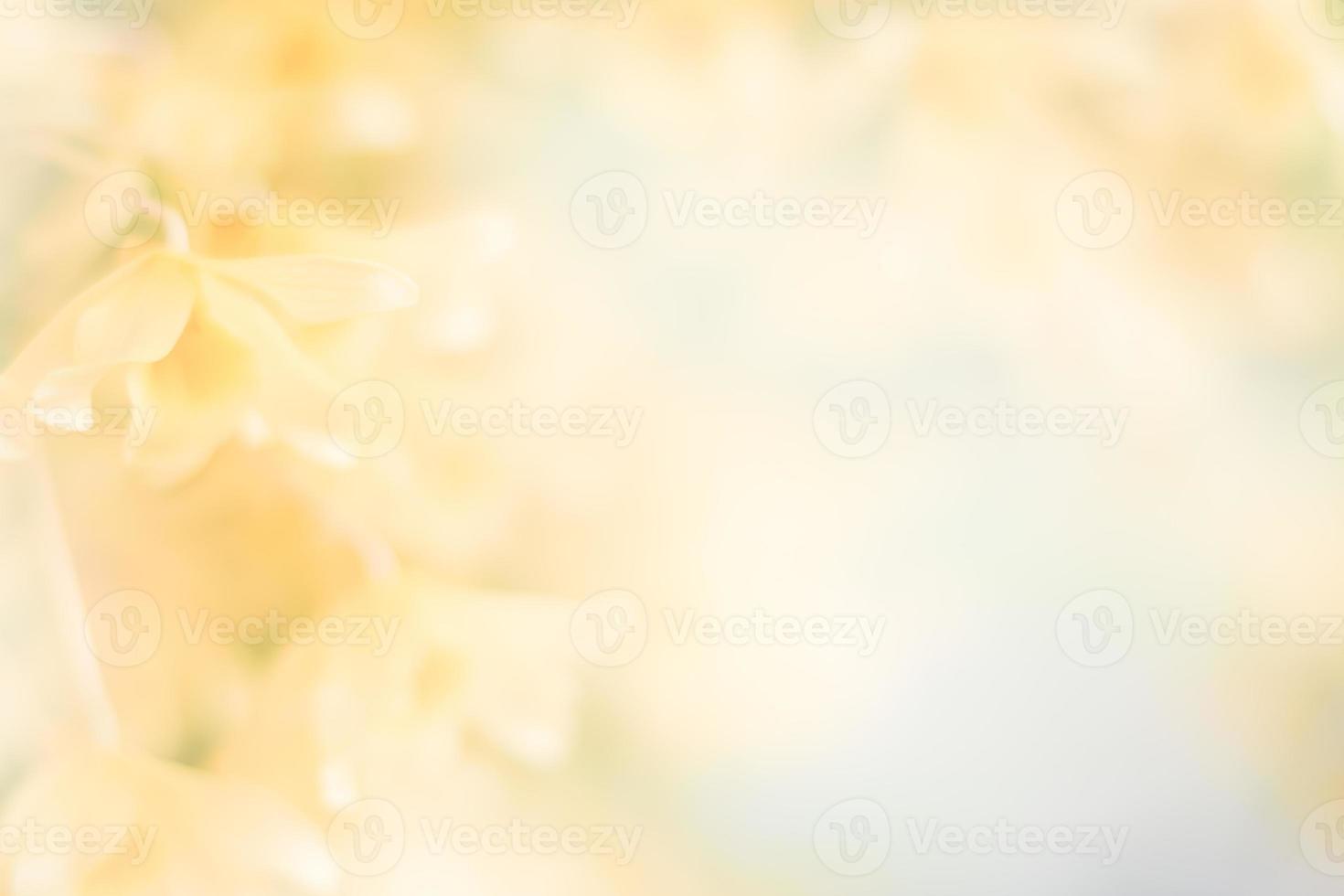 yellow orchid flower background photo