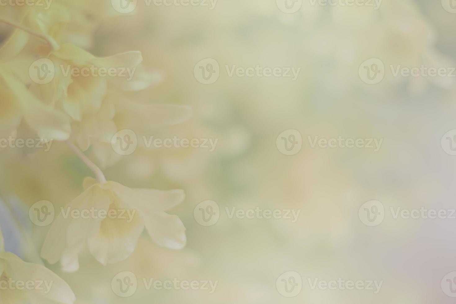 yellow orchid flower background photo