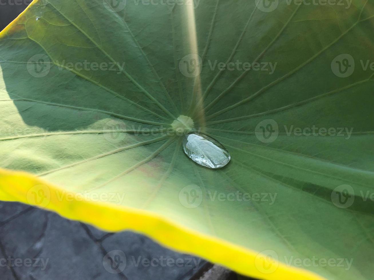 gota de agua de cierre en la superficie de la hoja de loto grande con luz solar foto