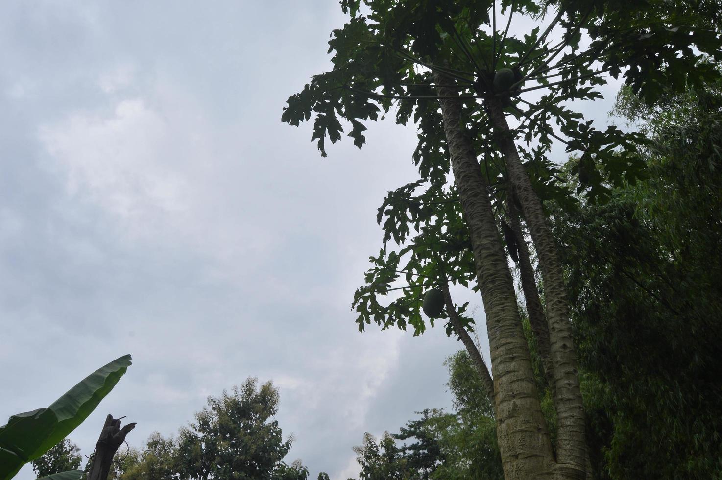 photo of papaya tree bearing fruit from below