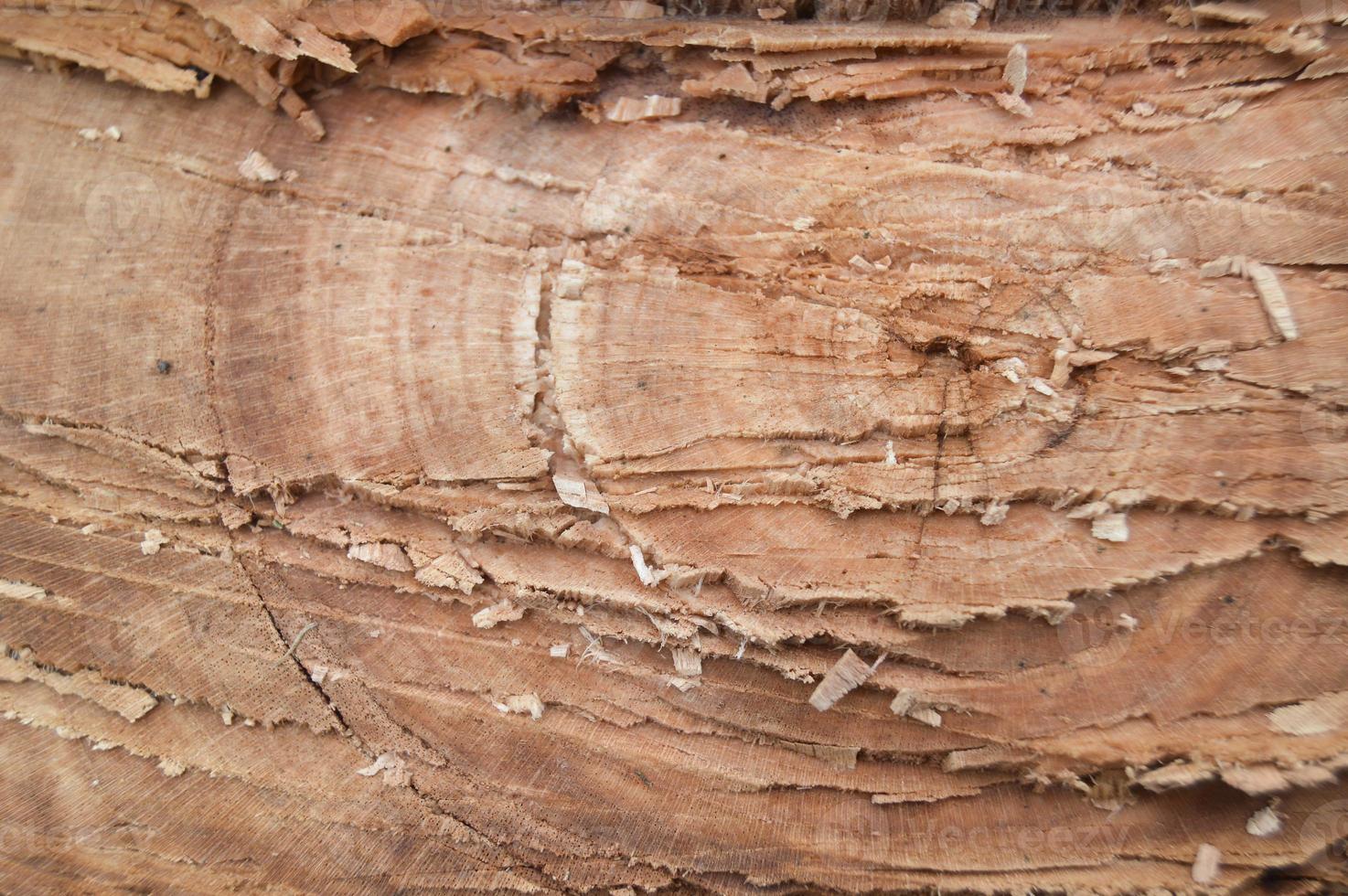Photo shot of the texture of the part of a tree that has been cut down by humans. felling trees destroys the environment and life.