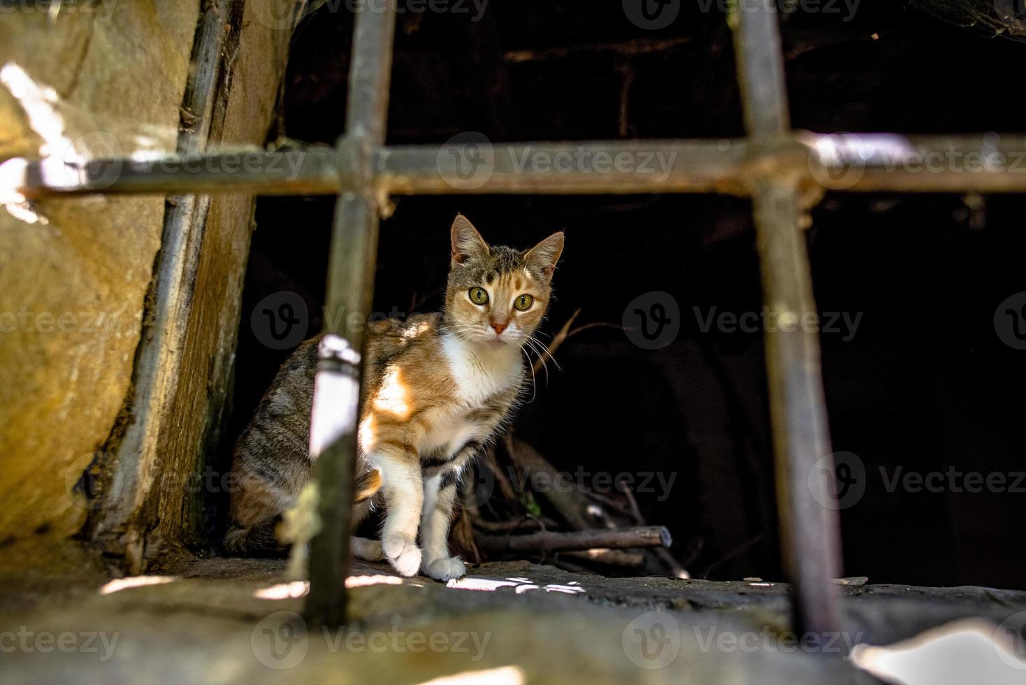 2021 10 16 Soave cat 2 photo
