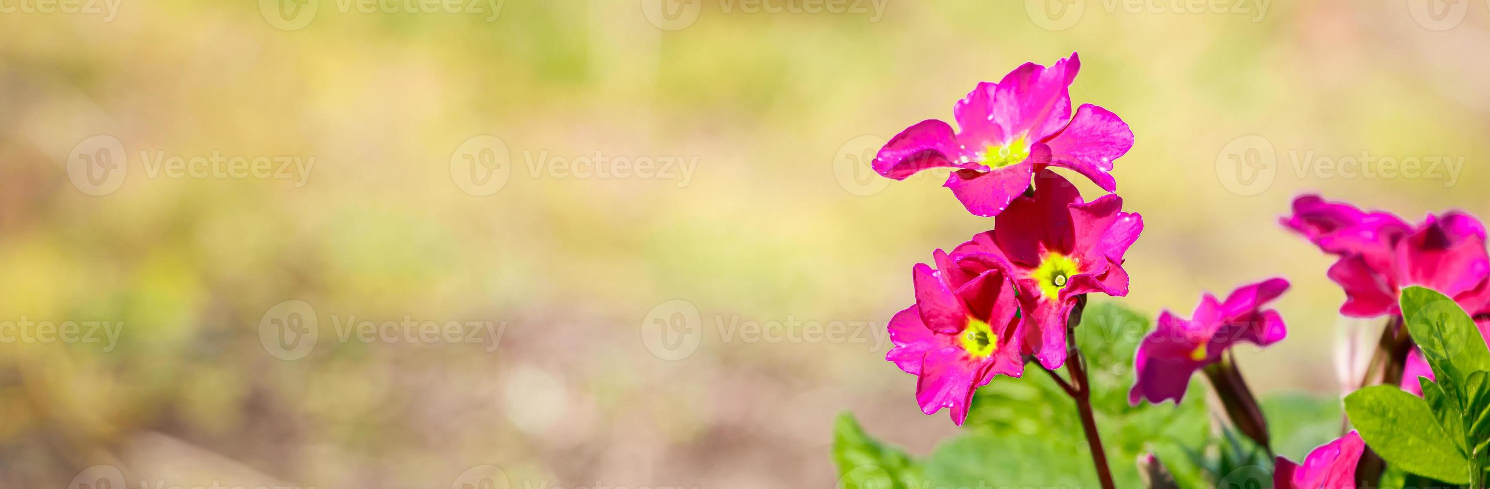 Purple primrose flowers close up. photo