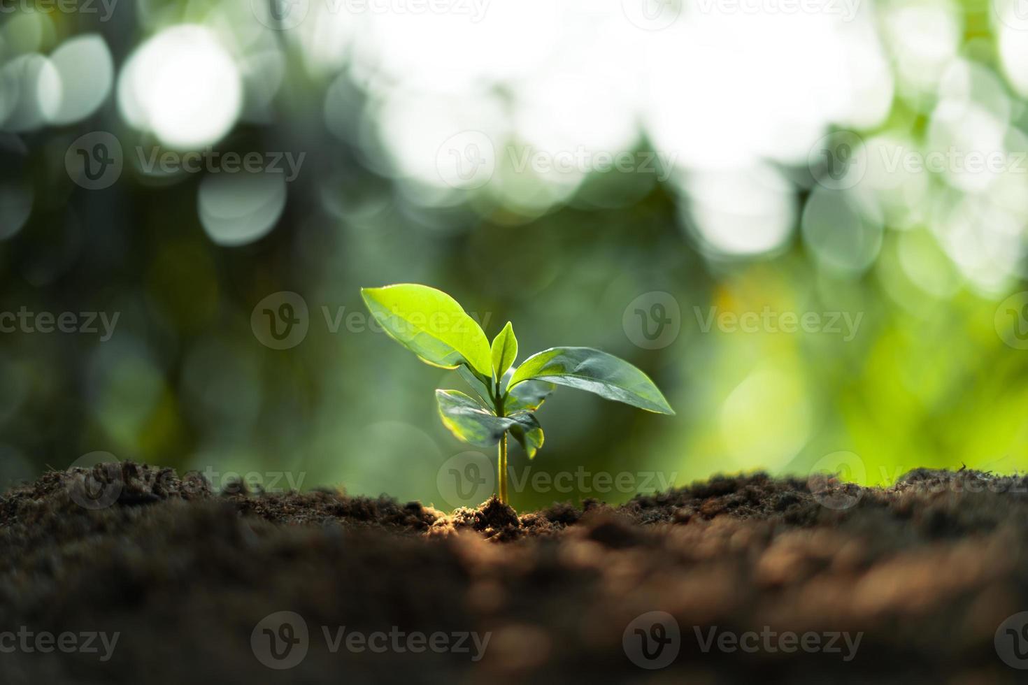 Growth Trees concept Coffee bean seedlings nature background photo