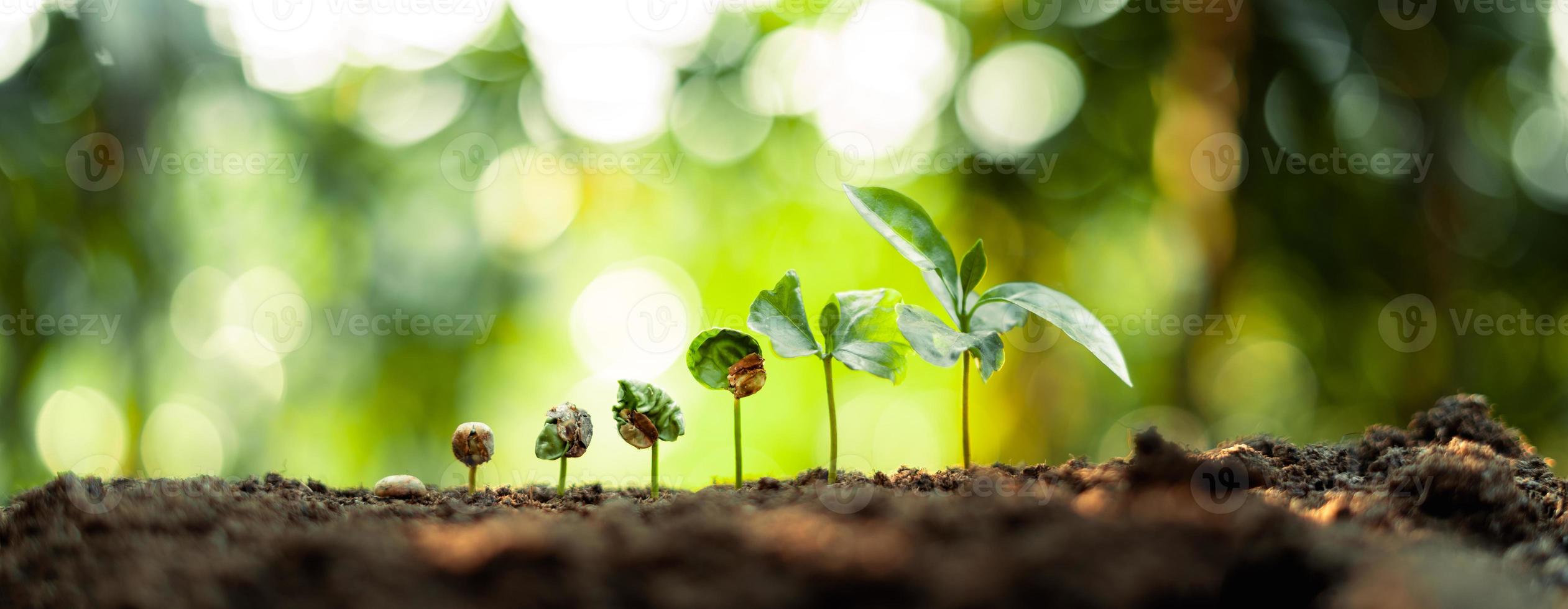 crecimiento árboles concepto café grano plántulas naturaleza fondo foto