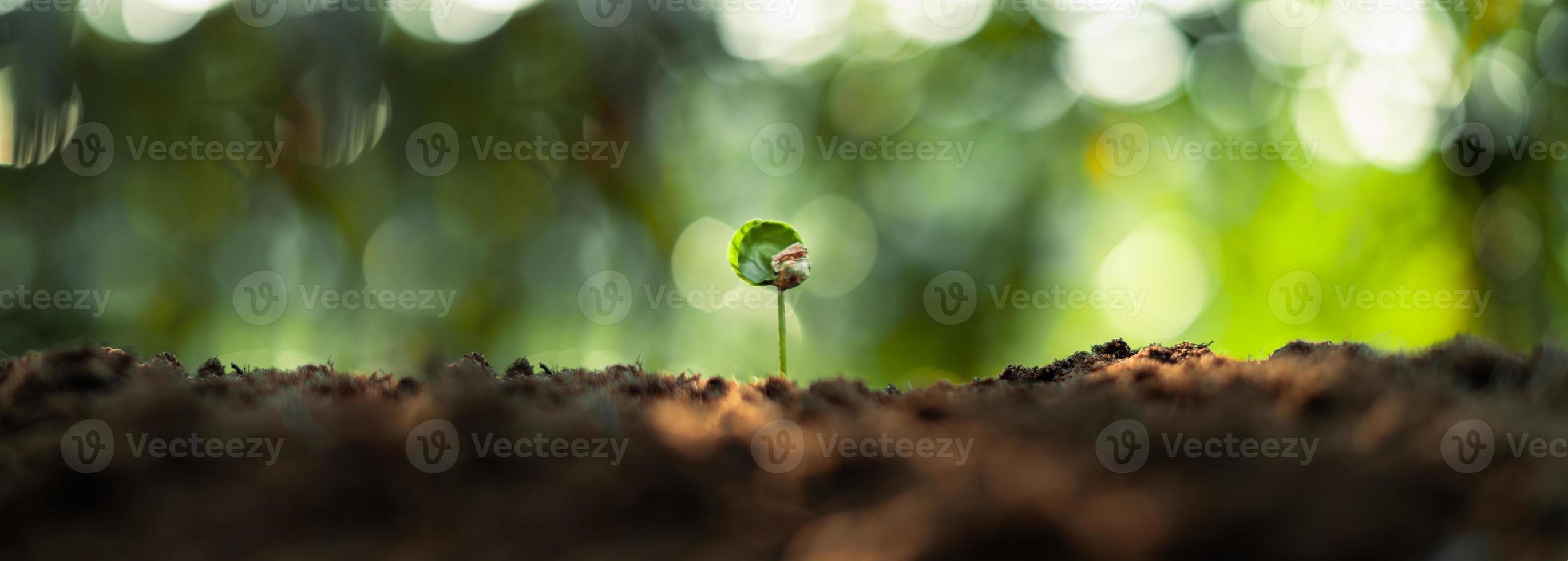 Growth Trees concept Coffee bean seedlings nature background photo