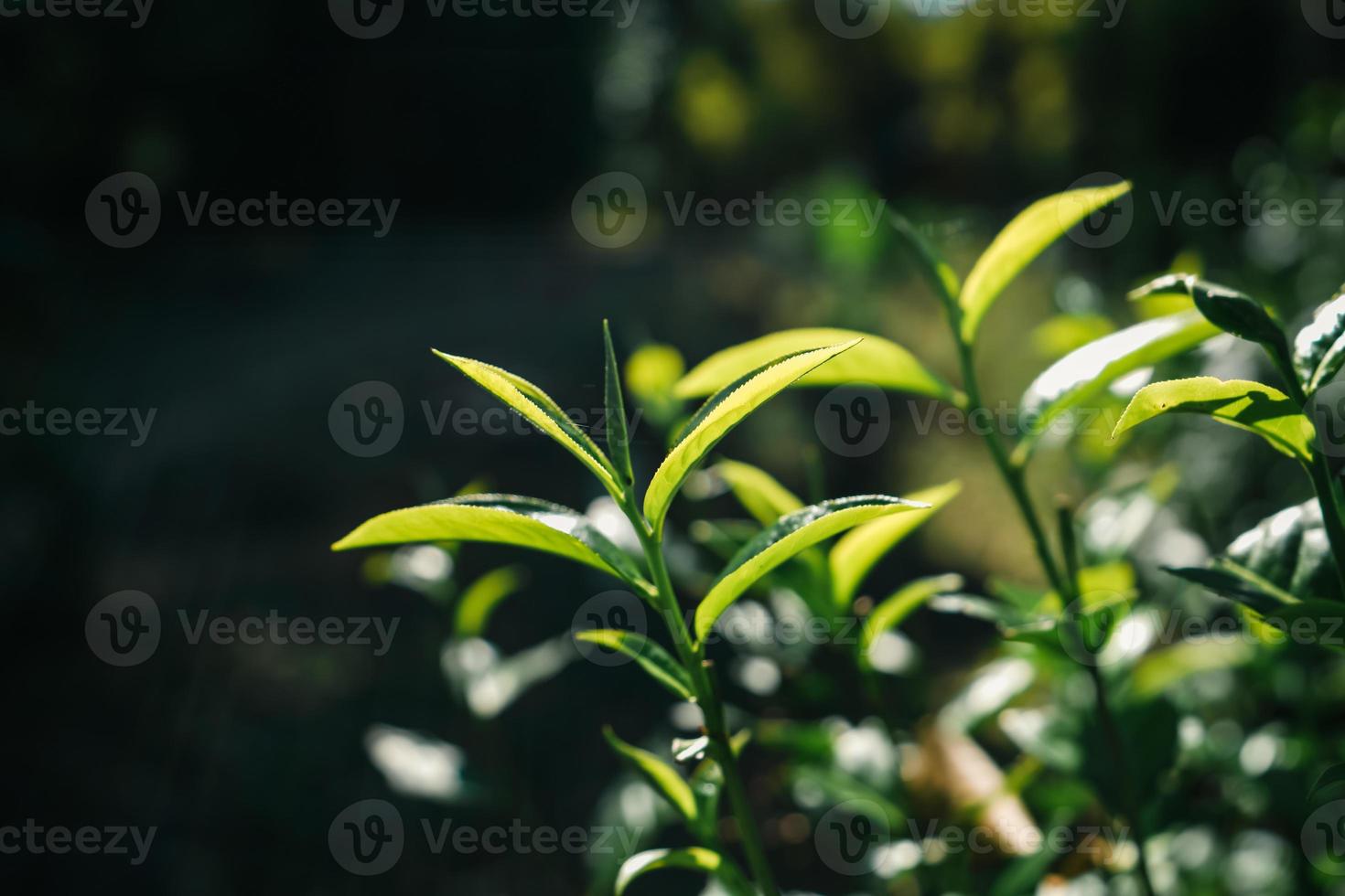 hojas de té verde en la naturaleza luz del atardecer foto