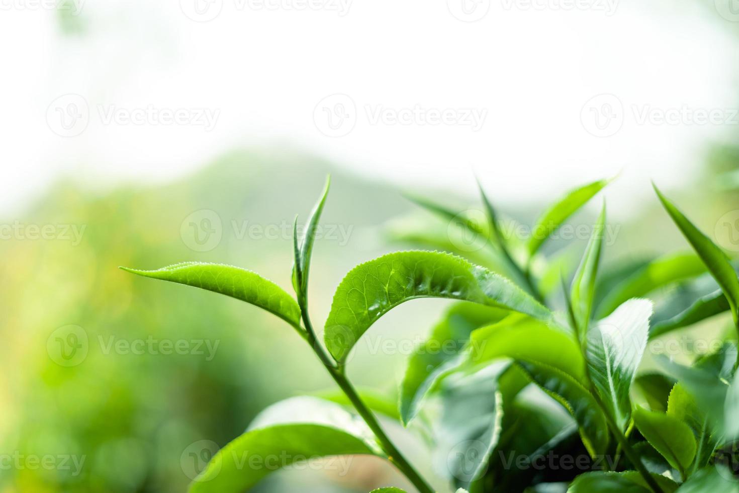 green tea leaves in nature evening light photo