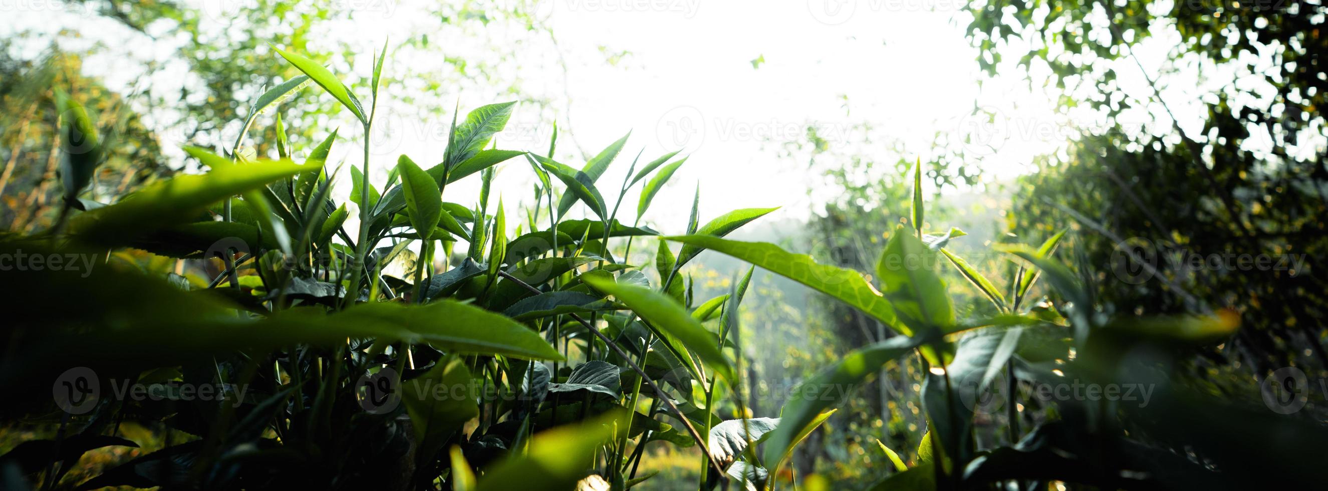 green tea leaves in nature evening light photo