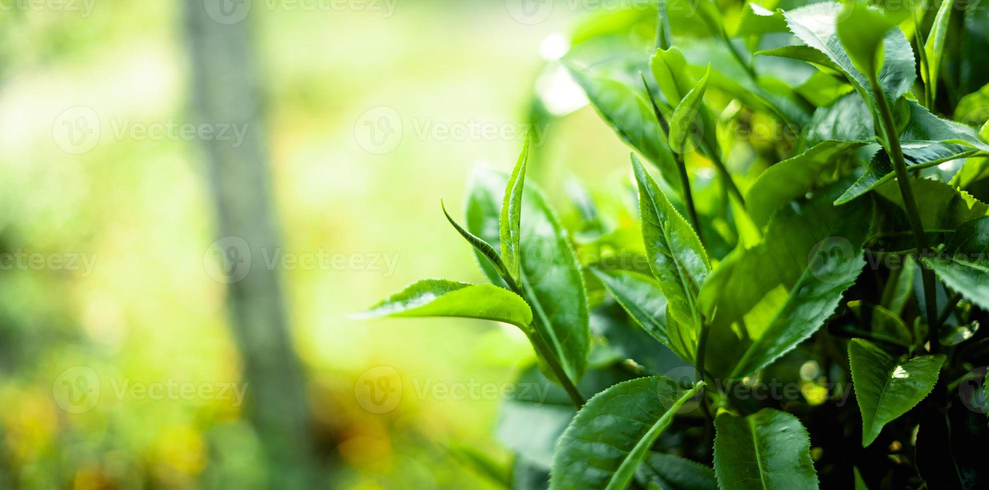 green tea leaves in nature evening light photo