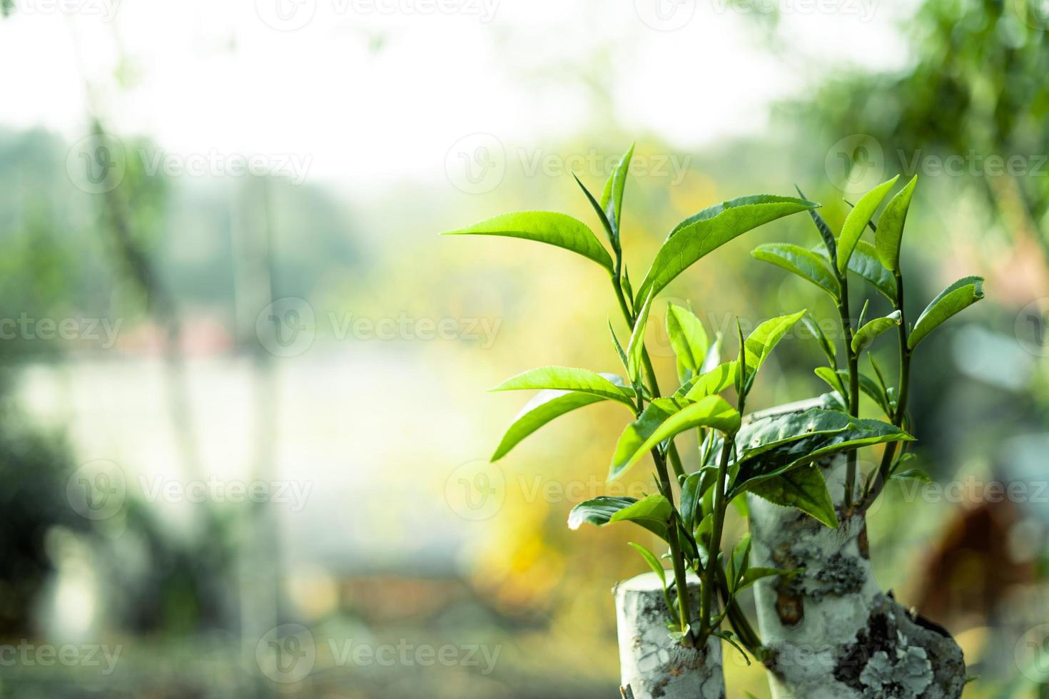 green tea leaves in nature evening light photo