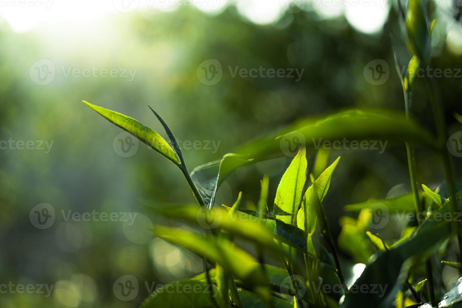 green tea leaves in nature evening light photo