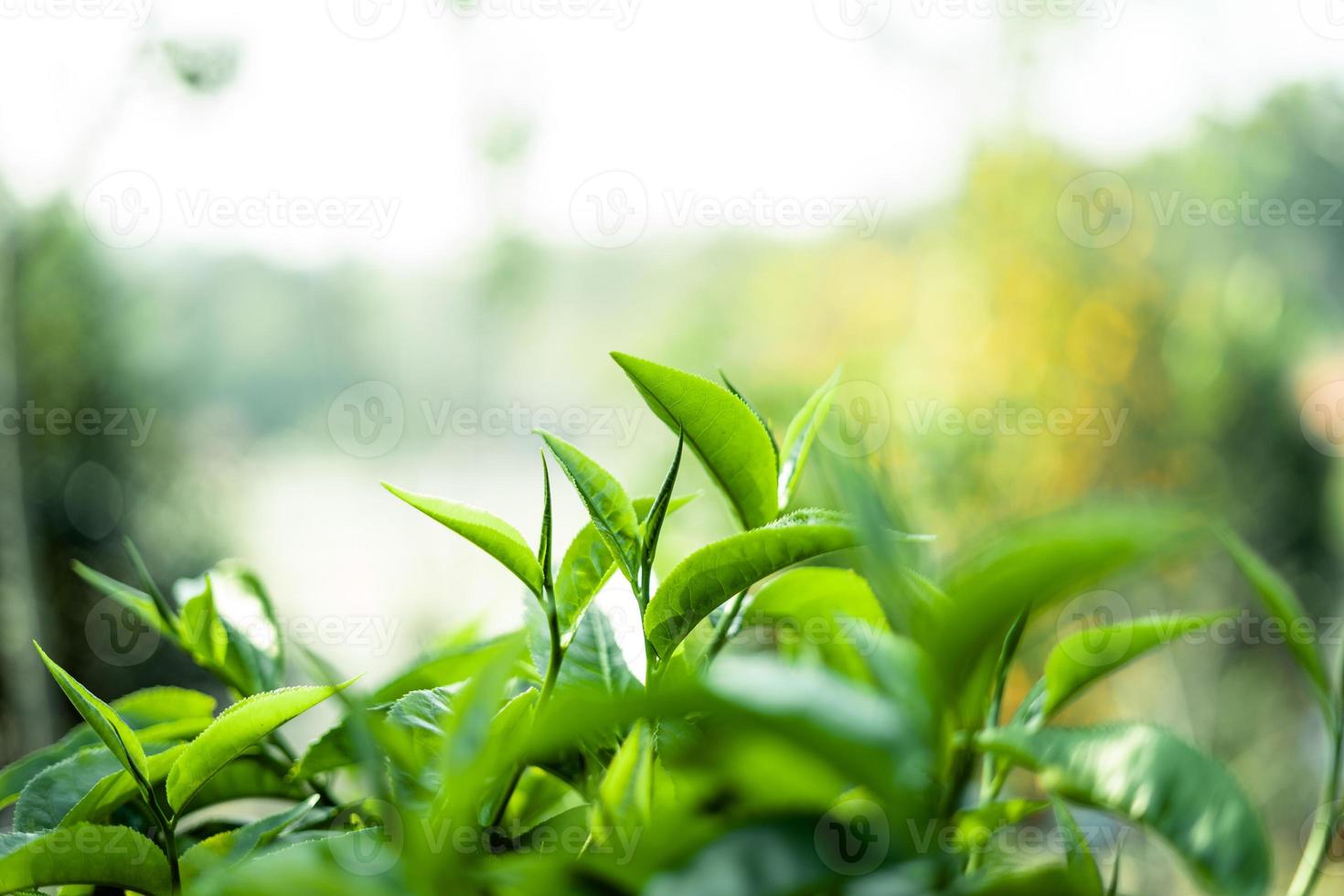 green tea leaves in nature evening light photo