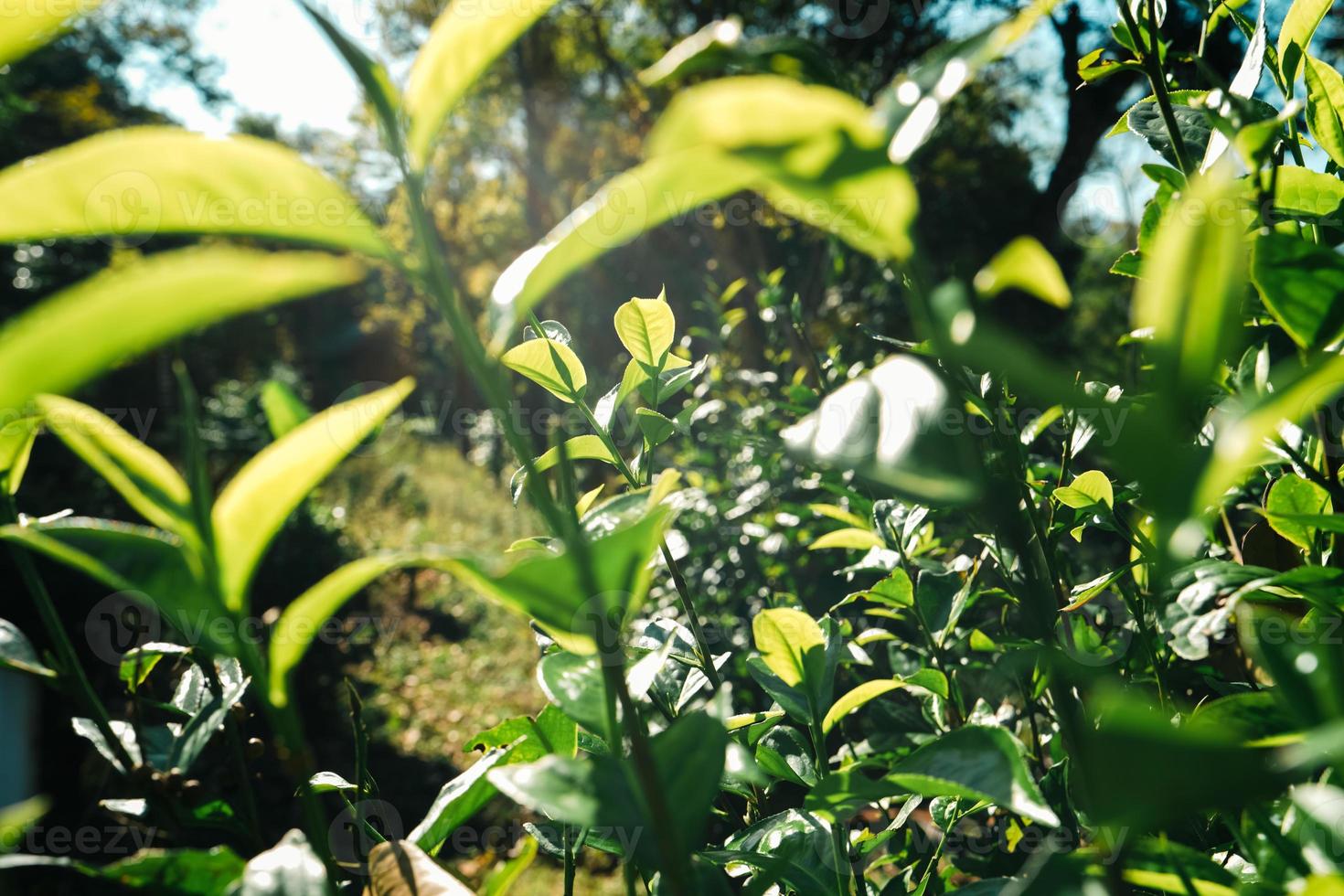 green tea leaves in nature evening light photo