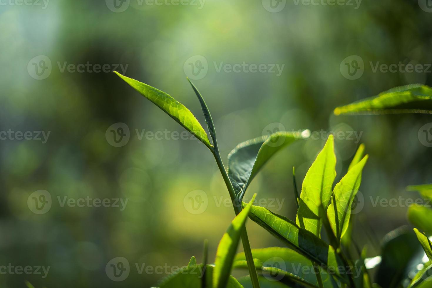 hojas de té verde en la naturaleza luz del atardecer foto