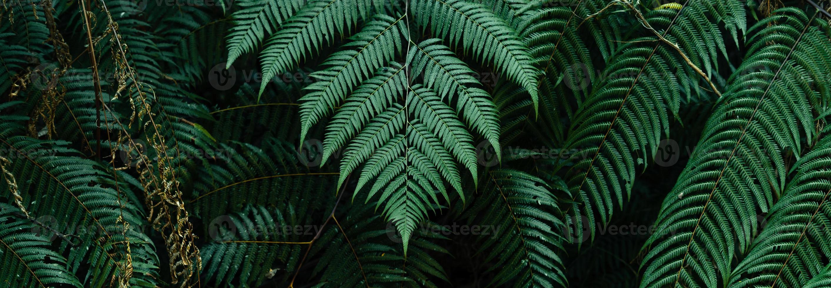 dark leaves in the forest foliage background in nature photo