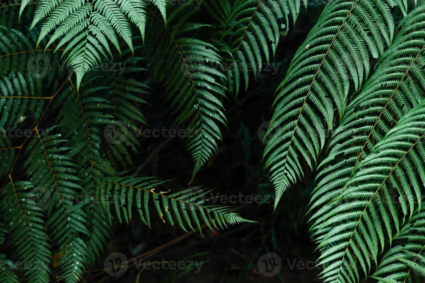 dark leaves in the forest foliage background in nature photo