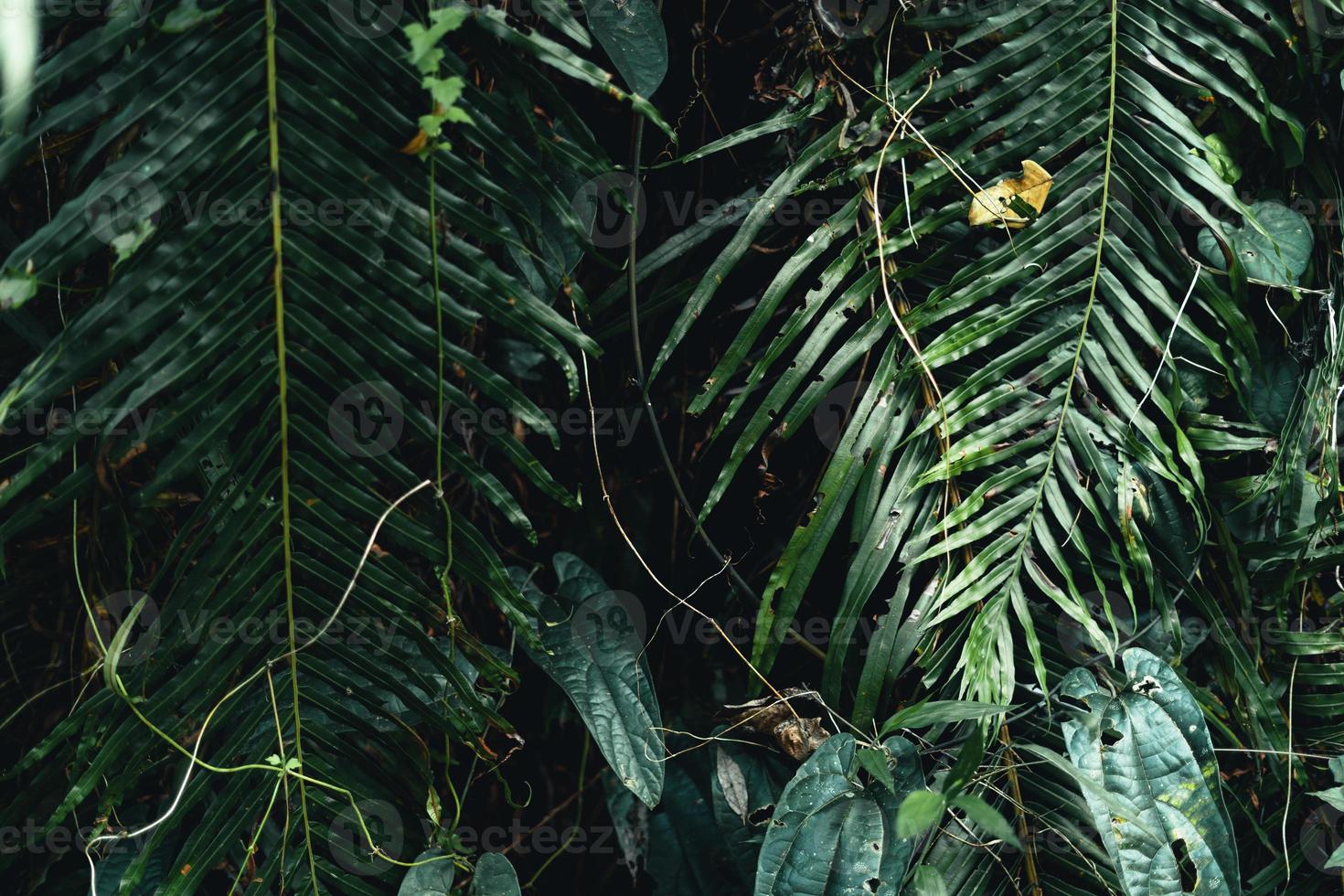dark leaves in the forest foliage background in nature photo