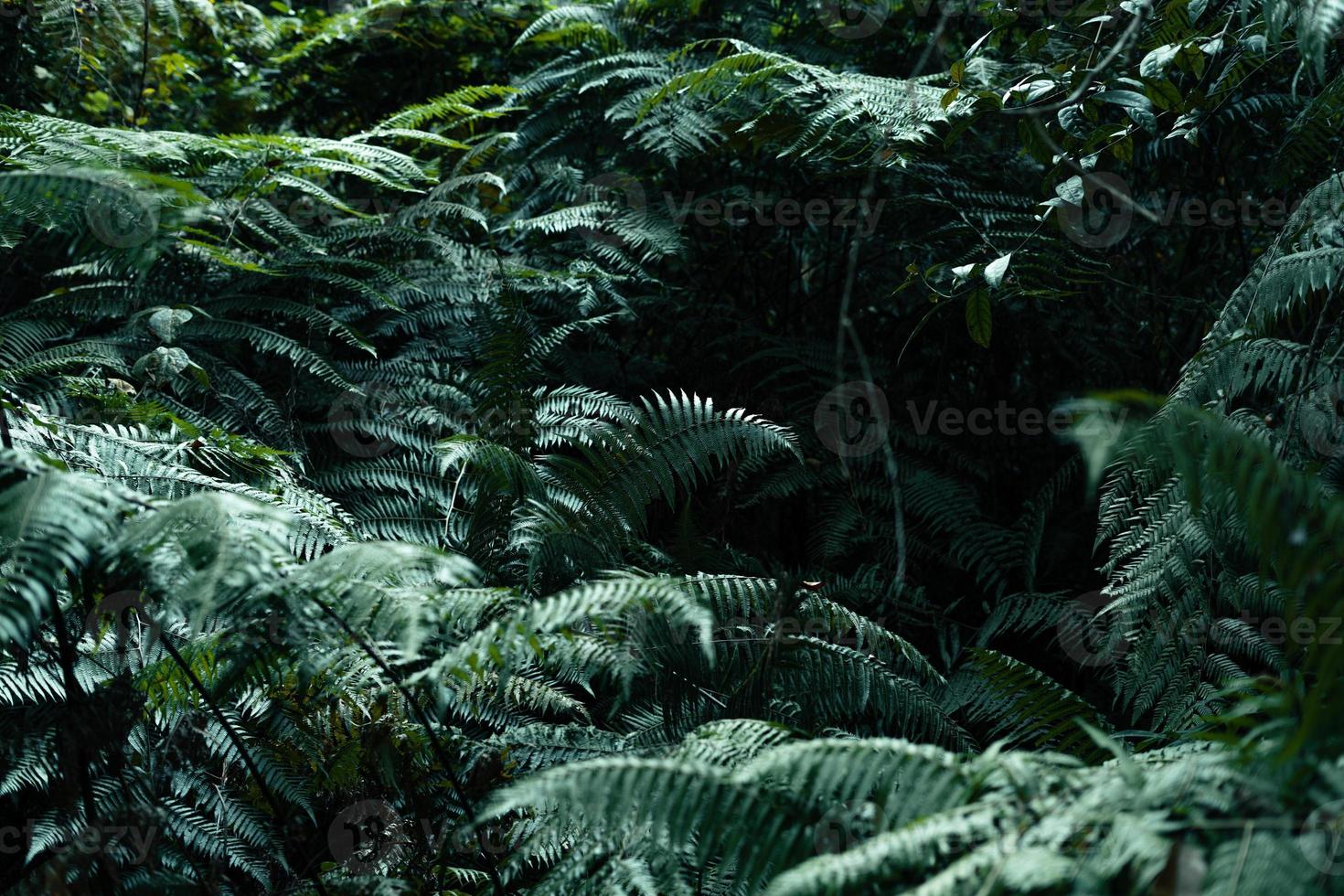 hojas oscuras en el fondo del follaje del bosque en la naturaleza foto