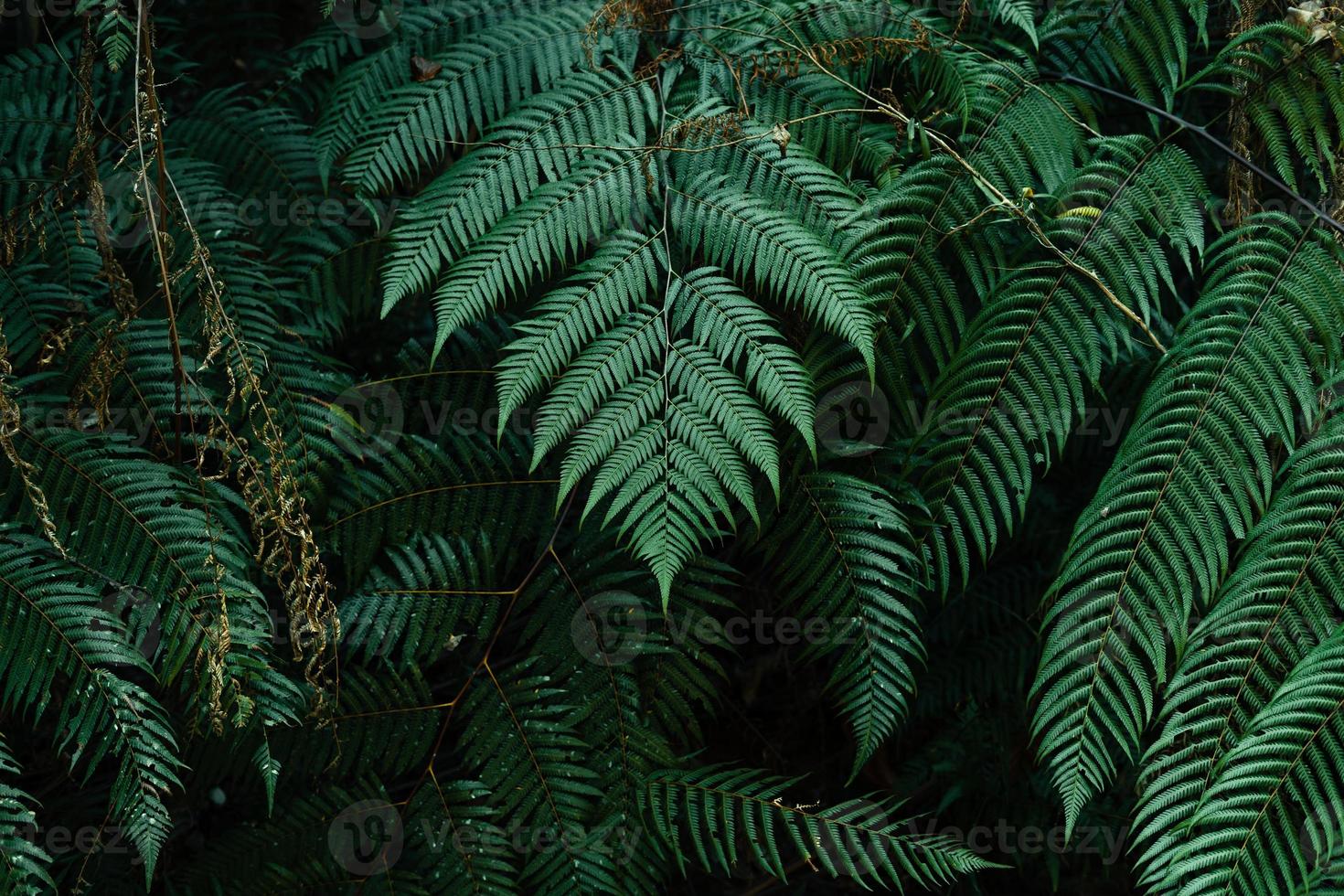 hojas oscuras en el fondo del follaje del bosque en la naturaleza foto