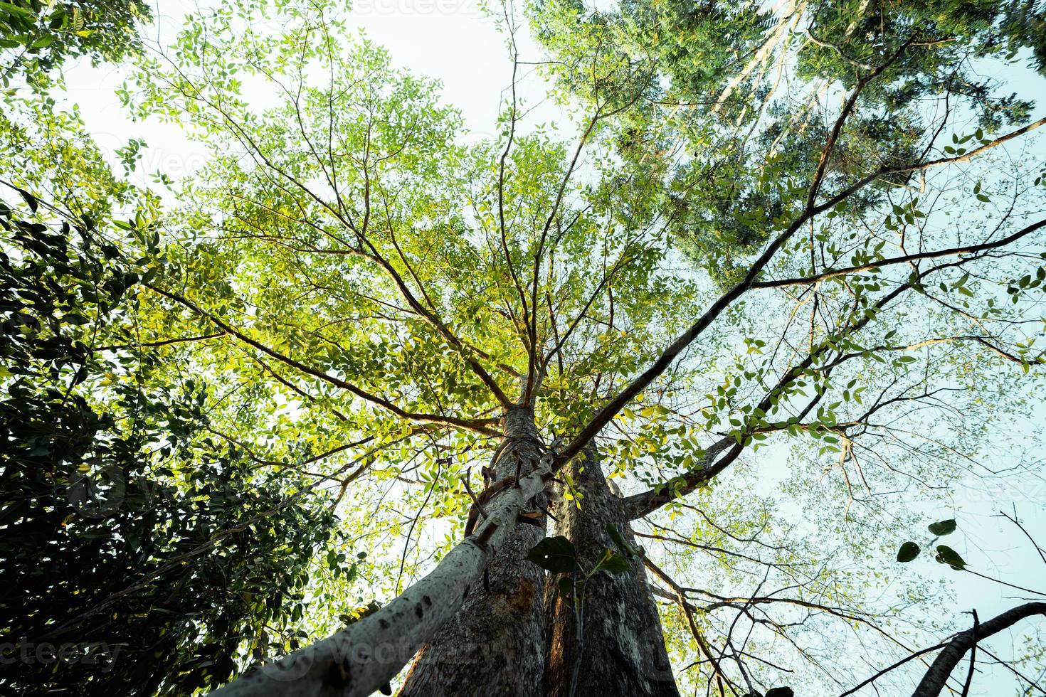 Green Trees Stock Photos, Images and Backgrounds for Free Download