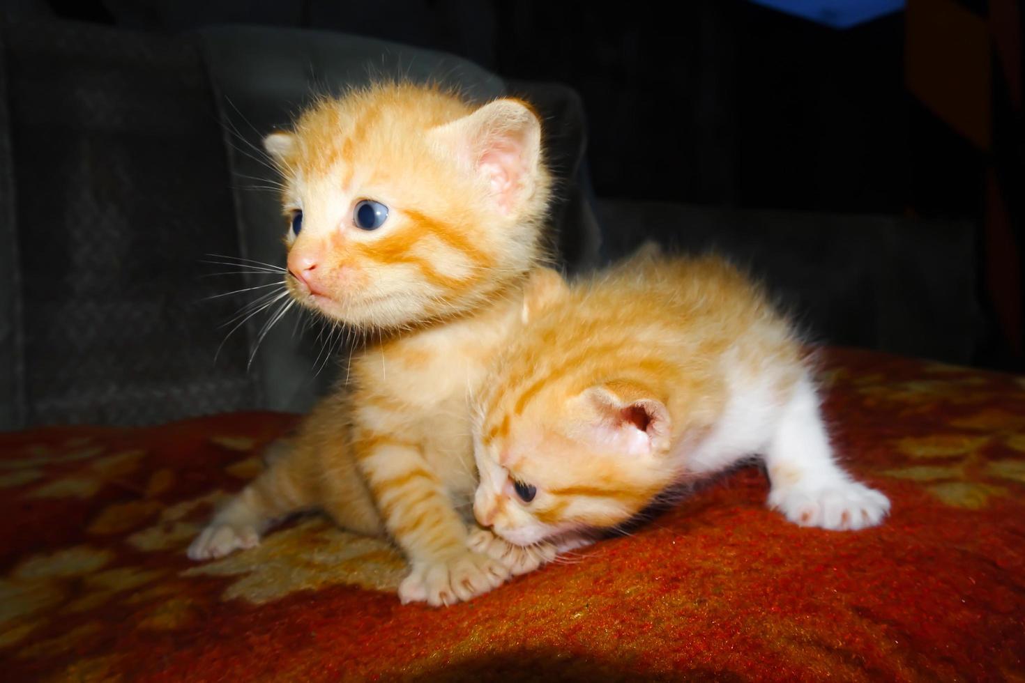 Orange kitten. Cute ginger kitten. Two kittens hugging photo