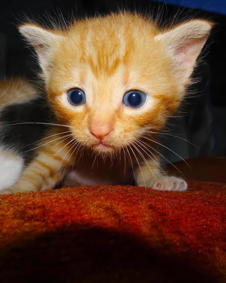 Closeup of ginger kitten. Ginger kitten cute face expression photo