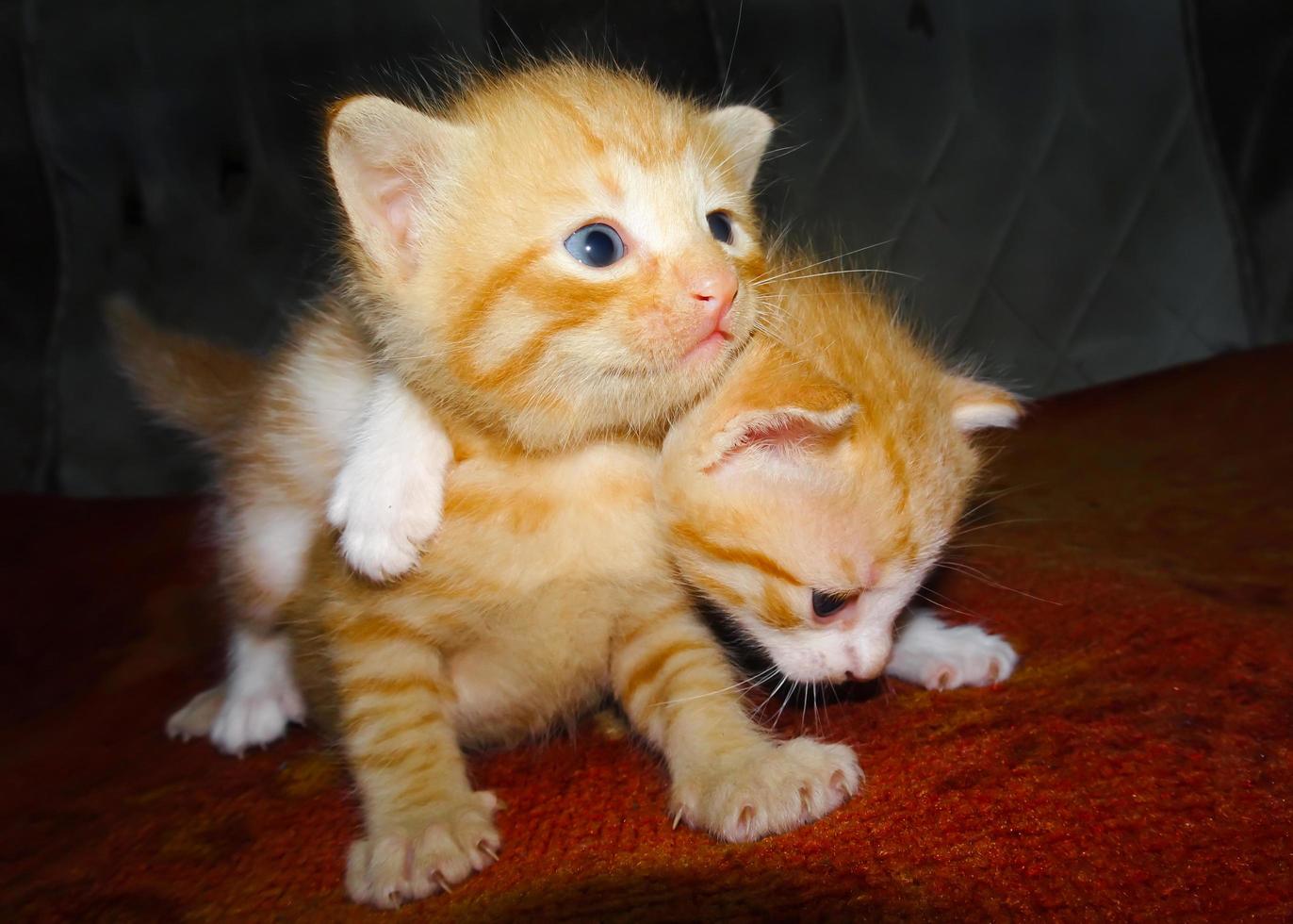 Two ginger kittens. Ginger kitten embracing photo