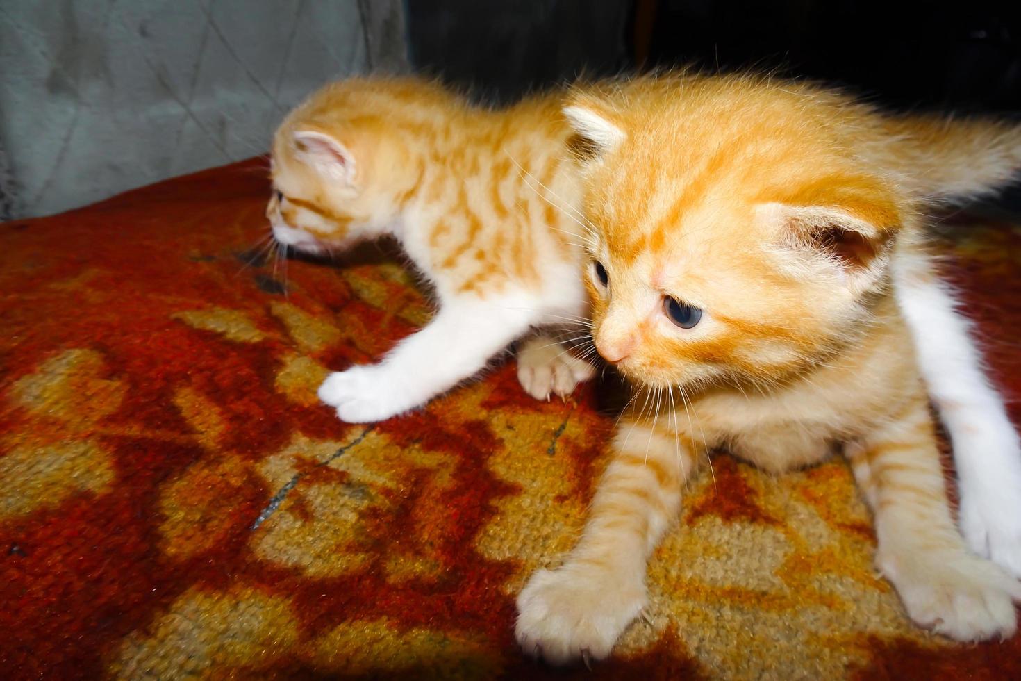 dos gatitos de jengibre. gatito jengibre abrazando. gatito relajante foto