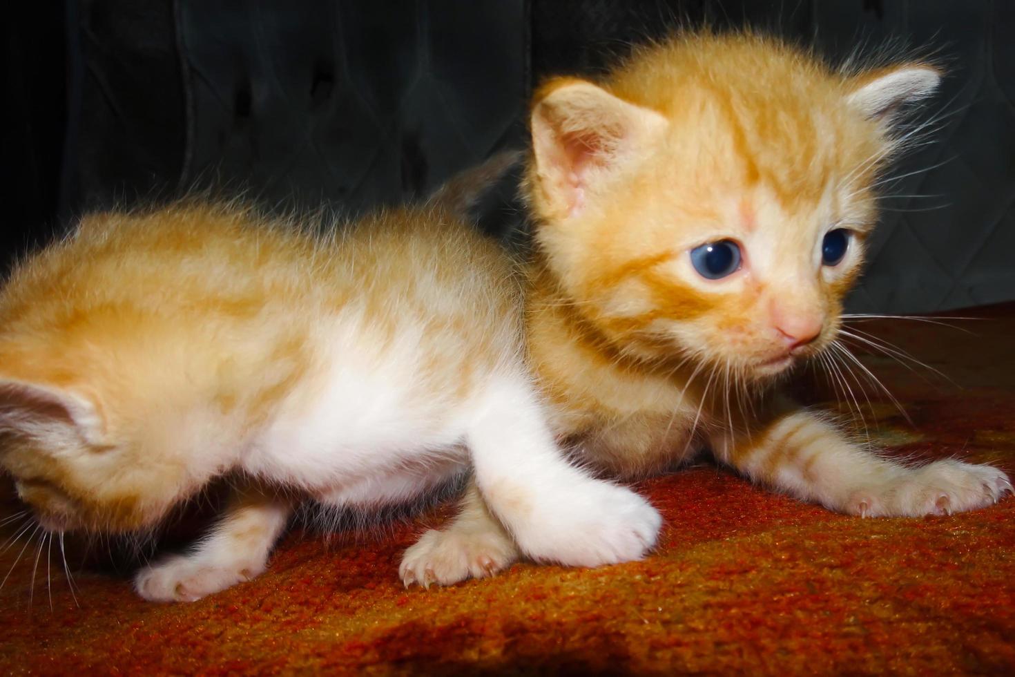 Cute ginger kitten. Two kittens hugging. Orange kitten photo