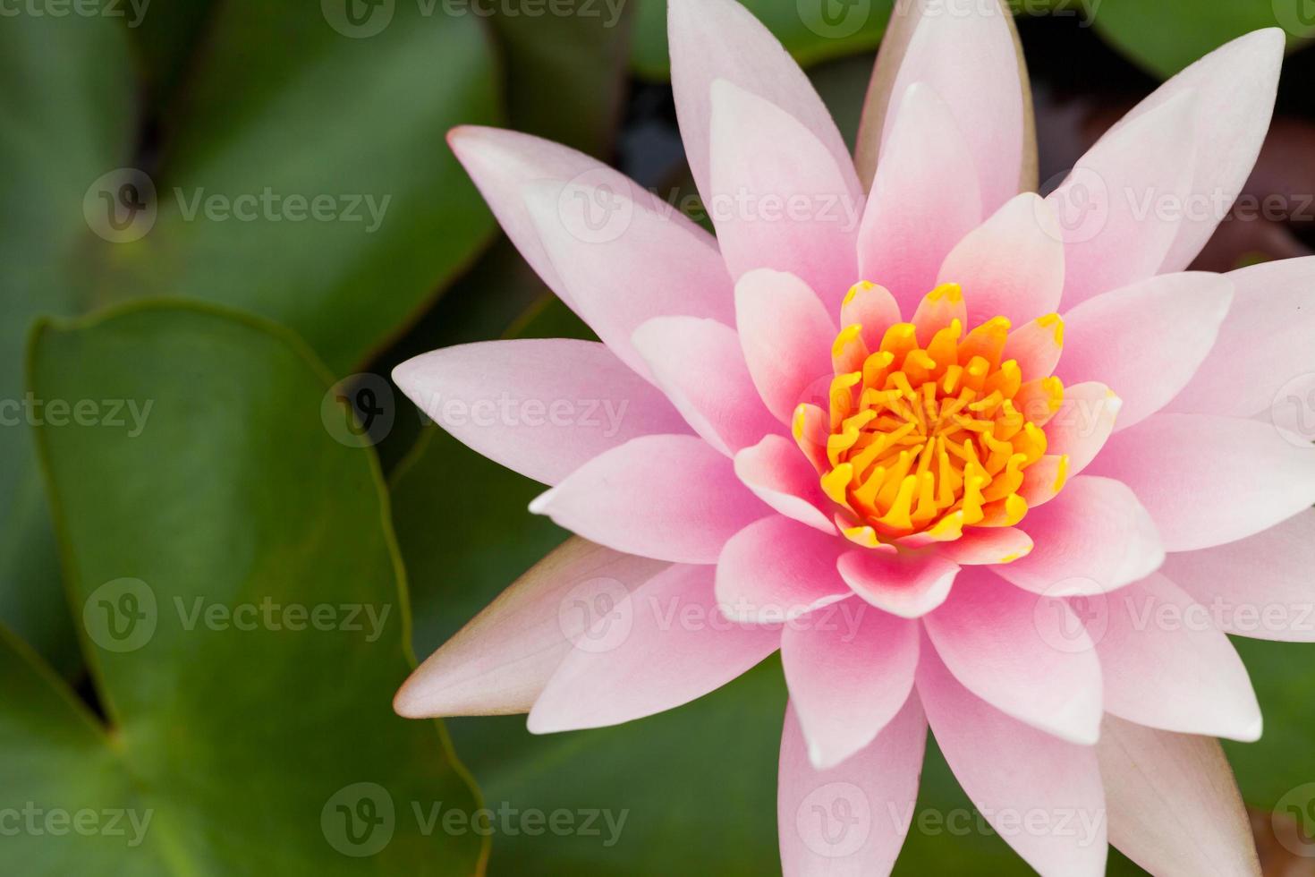 fondo de naturaleza de flor de loto rosa foto