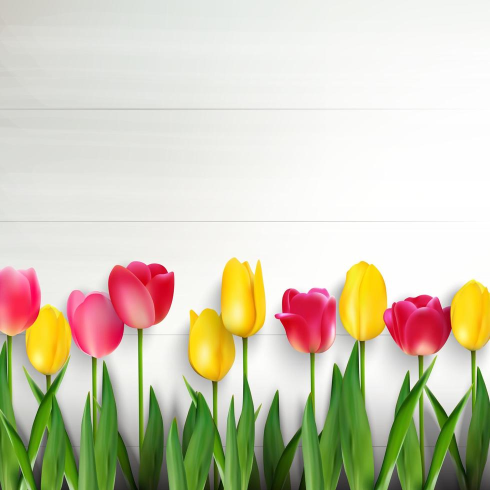 coloridos tulipanes en mesa de madera blanca.vector vector