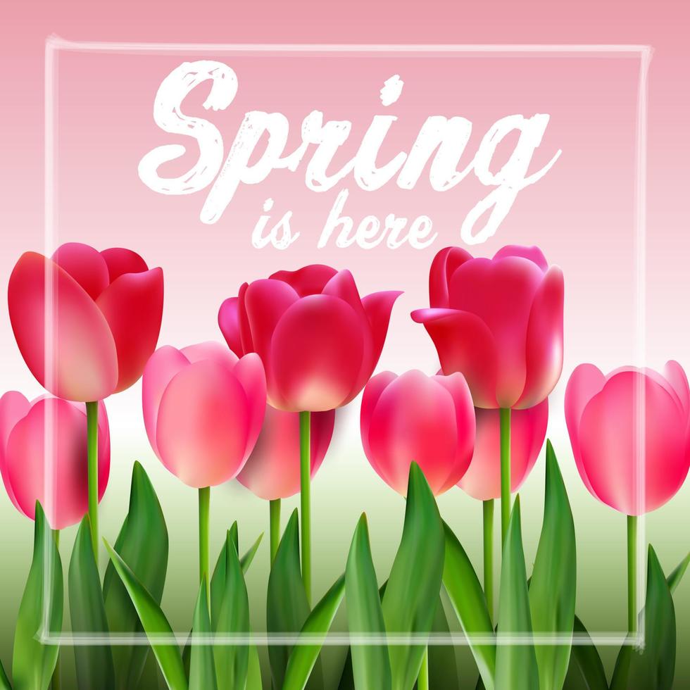 Pink tulips on background pink vector