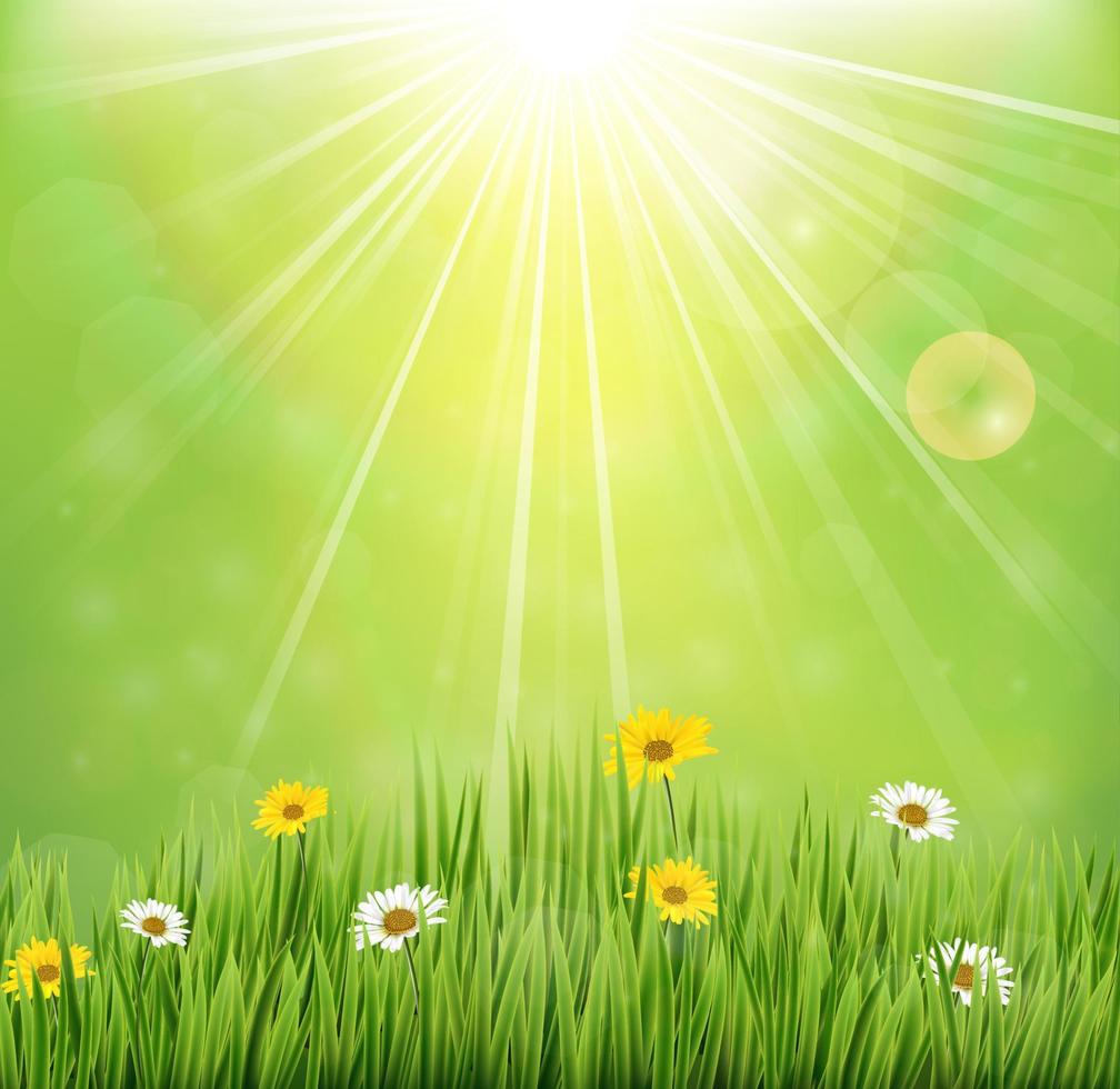 fondo de primavera con flores en meadow.vector vector