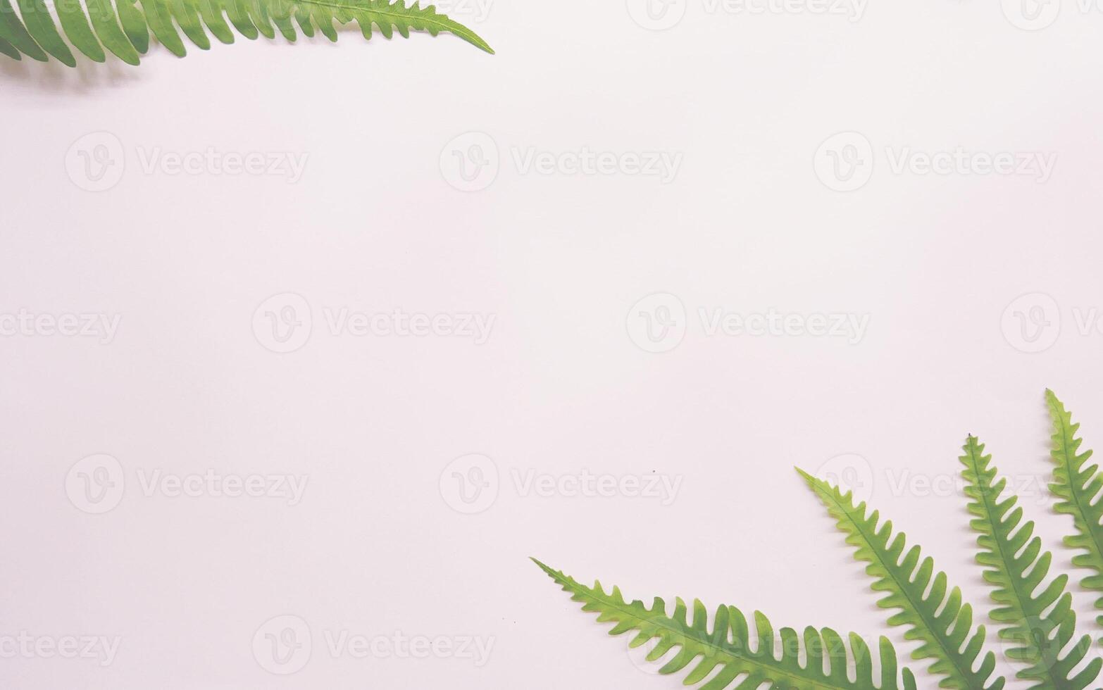 Real tropical leaves on white backgrounds.Botanical nature concepts.flat lay design photo