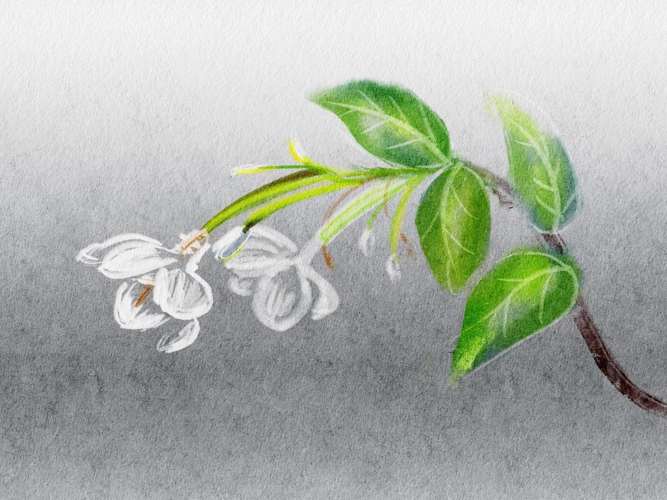 Chalk paint art , Wrightia religiosa Benth flowers in nature ,Beautiful White flower chalk paint art on paper. photo